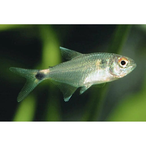 FOUDEBASSIN.COM HEMIGRAMMUS OCELLIFER 1,2-1,6CM 8715897210976 V1454473