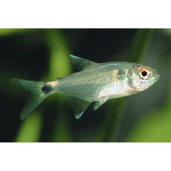 FOUDEBASSIN.COM HEMIGRAMMUS OCELLIFER 1,2-1,6CM 8715897210976 V1454473