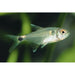 FOUDEBASSIN.COM HEMIGRAMMUS OCELLIFER 1,2-1,6CM 8715897210976 V1454473