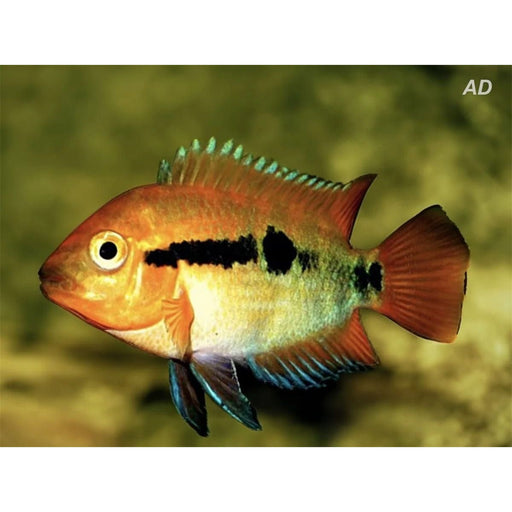 FOUDEBASSIN.COM HEROTILAPIA MULTISPINOSA 4,5CM 8715897276354 V1458297