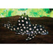 FOUDEBASSIN.COM HYPANCISTRUS CONTRADENS L201 3-3,5CM NAKWEEK 8715897275012 V1455405