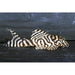 FOUDEBASSIN.COM HYPANCISTRUS SP. L236 3-3,5CM NAKWEEK 8715897274084 V1455294