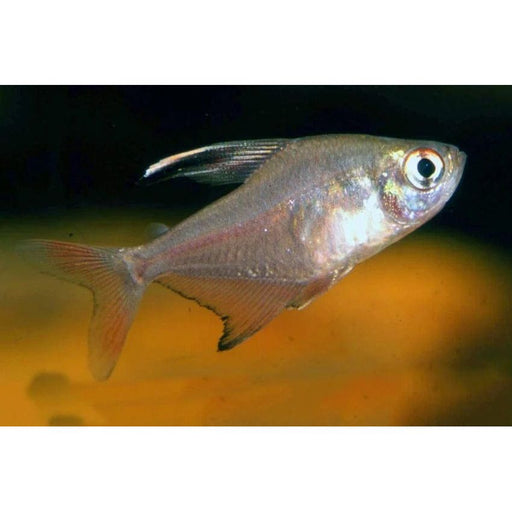FOUDEBASSIN.COM HYPHESSOBRYCON BENTOSI 2,5-3,5CM 8715897238673 V1454740