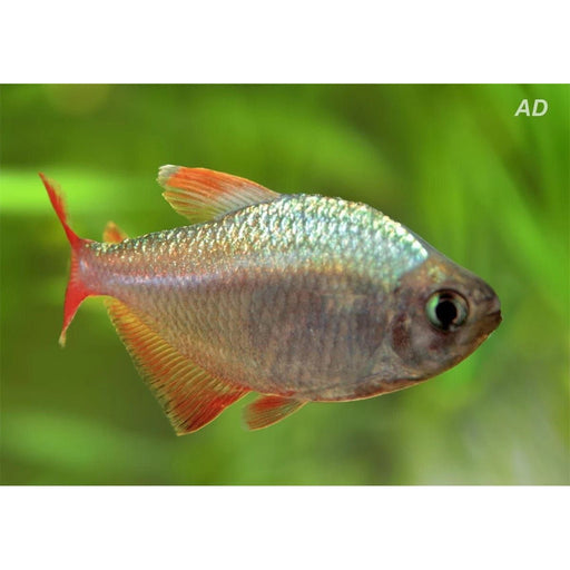 FOUDEBASSIN.COM HYPHESSOBRYCON COLUMBIANUS 2-2,5CM 8715897053818 V1458250