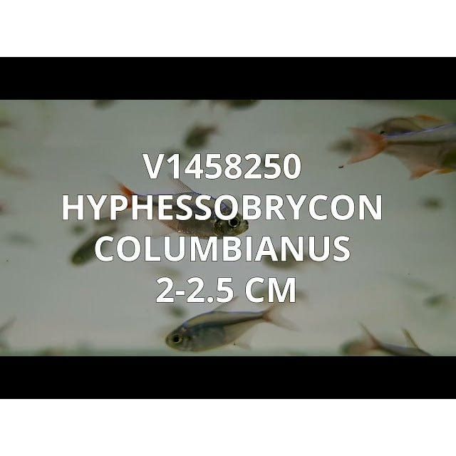 FOUDEBASSIN.COM HYPHESSOBRYCON COLUMBIANUS 2-2,5CM 8715897053818 V1458250