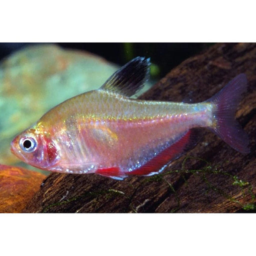 FOUDEBASSIN.COM HYPHESSOBRYCON EQUES 1,5-2CM 8715897053214 V1454750