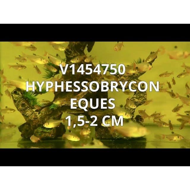 FOUDEBASSIN.COM HYPHESSOBRYCON EQUES 1,5-2CM 8715897053214 V1454750