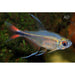 FOUDEBASSIN.COM HYPHESSOBRYCON FILAMENTOSUS 2,5-3CM 8715897300950 V1454650
