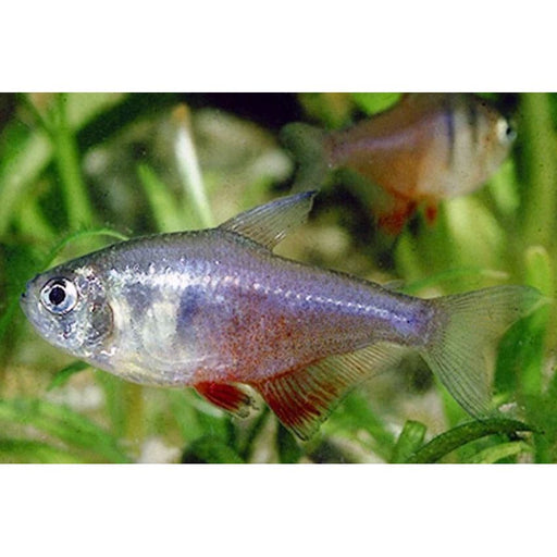 FOUDEBASSIN.COM HYPHESSOBRYCON FLAMMEUS 2,5-3CM 8715897301575 V1454677
