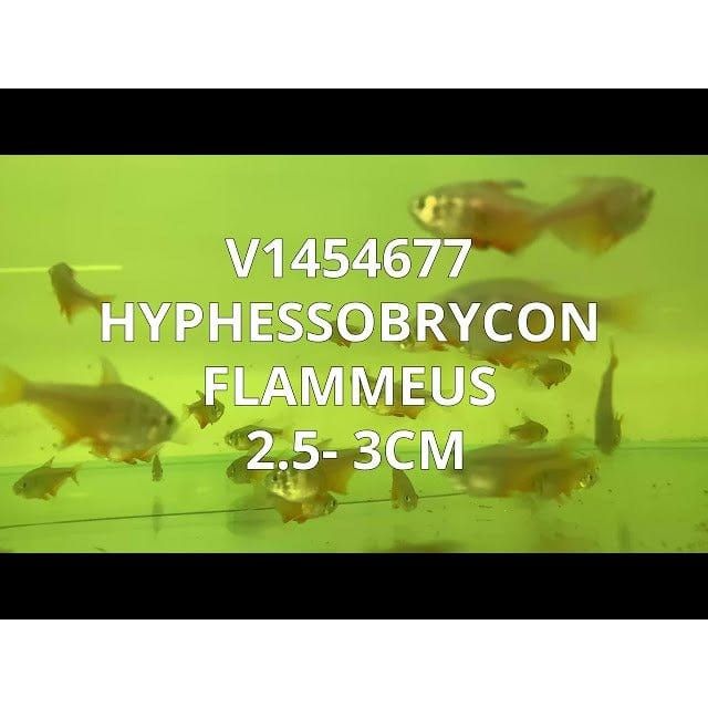 FOUDEBASSIN.COM HYPHESSOBRYCON FLAMMEUS 2,5-3CM 8715897301575 V1454677