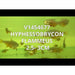 FOUDEBASSIN.COM HYPHESSOBRYCON FLAMMEUS 2,5-3CM 8715897301575 V1454677