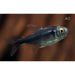FOUDEBASSIN.COM HYPHESSOBRYCON HERBERTAXELRODI BLACK DIAMOND 2CM 8715897243318 V1454231