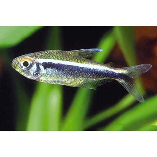 FOUDEBASSIN.COM HYPHESSOBRYCONHERBERTAXELRODI 1,5-2CM 8715897210914 V1454693