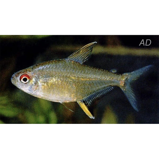 FOUDEBASSIN.COM HYPHESSOBRYCONPULCHRIPINNIS 1,5-2CM 8715897210891 V1454713