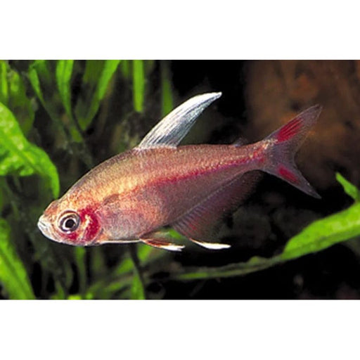 FOUDEBASSIN.COM HYPHESSOBRYCONROSACEUS WHITE FIN 2-2,5CM 8715897234538 V1454720
