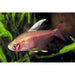 FOUDEBASSIN.COM HYPHESSOBRYCONROSACEUS WHITE FIN 2-2,5CM 8715897234538 V1454720