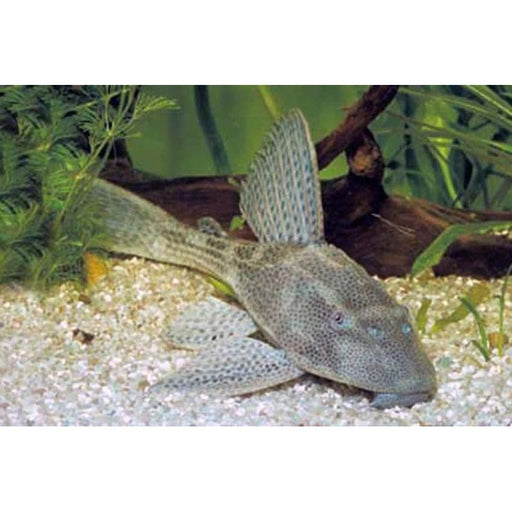 FOUDEBASSIN.COM HYPOSTOMUS PLECOSTOMUS 4-5CM 8715897050176 V1454770