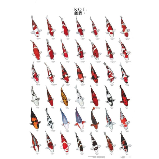 FOUDEBASSIN.COM KOI POSTER NR 1 A4 SIZE LAMINATED 8715897032202 09020016