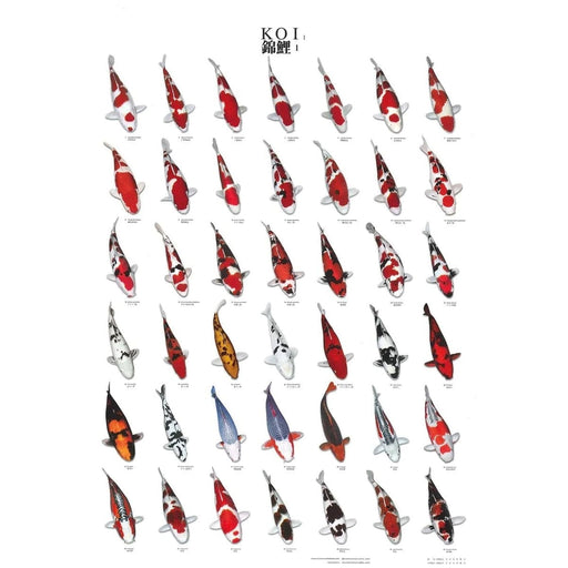 FOUDEBASSIN.COM KOI POSTER NR 1 LAMINATED 60X98 CM 8715897000102 09020005