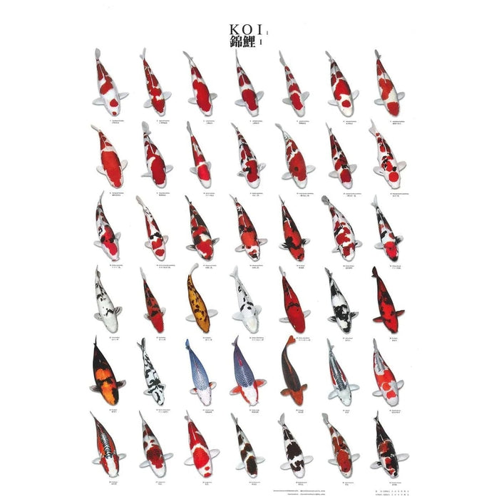 FOUDEBASSIN.COM KOI POSTER NR 1 LAMINATED 60X98 CM 8715897000102 09020005