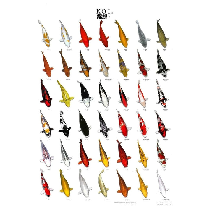 FOUDEBASSIN.COM KOI POSTER NR 2 A4 SIZE LAMINATED 8715897032219 09020017