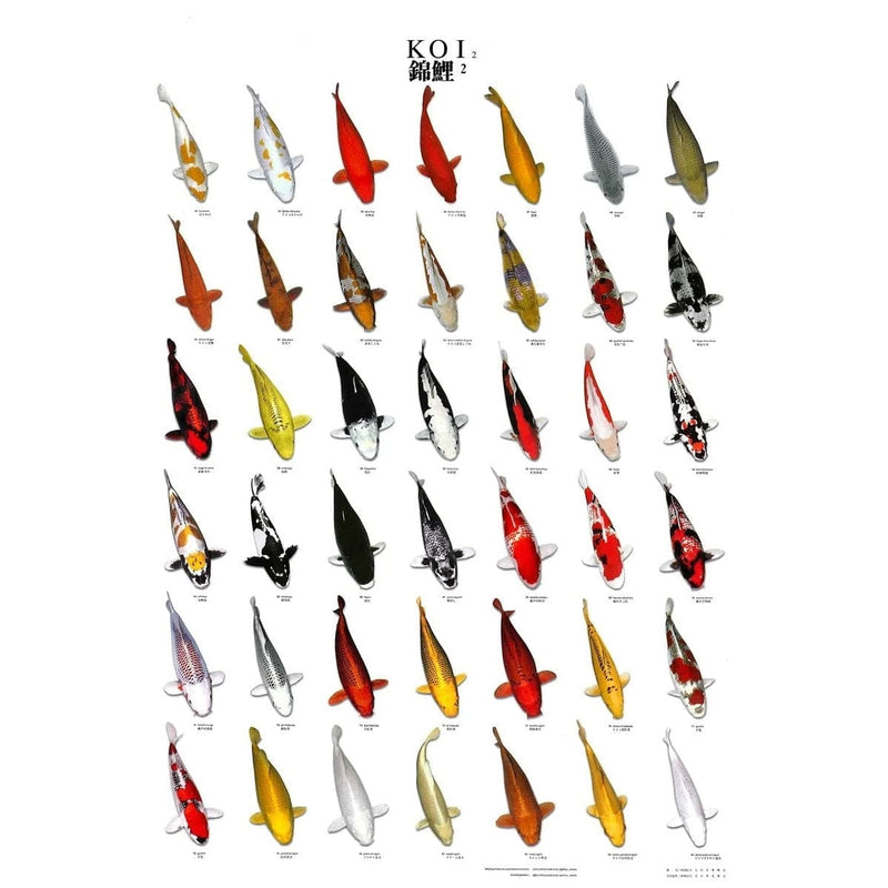 FOUDEBASSIN.COM KOI POSTER NR 2 LAMINATED 60X98 CM 8715897000126 09020010