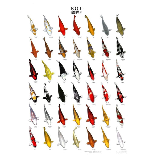 FOUDEBASSIN.COM KOI POSTER NR 2 LAMINATED 60X98 CM 8715897000126 09020010