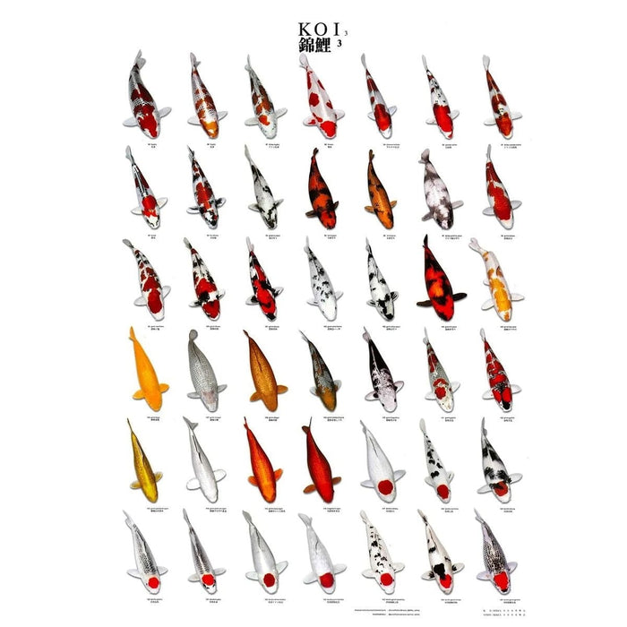 FOUDEBASSIN.COM KOI POSTER NR 3 A4 SIZE LAMINATED 8715897032226 09020018