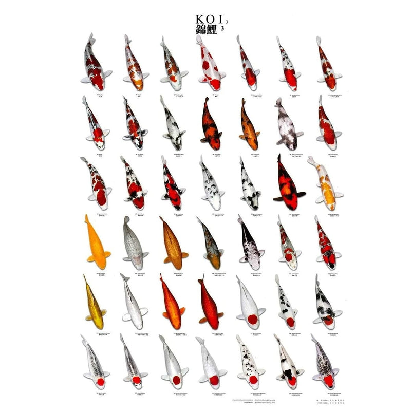 FOUDEBASSIN.COM KOI POSTER NR 3 A4 SIZE LAMINATED 8715897032226 09020018