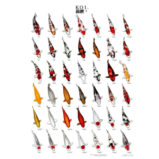 FOUDEBASSIN.COM KOI POSTER NR 3 A4 SIZE LAMINATED 8715897032226 09020018