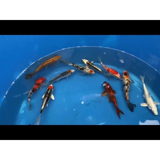FOUDEBASSIN.COM KOI SELECT SBS 14-16 CM 8715897303777 V1235161