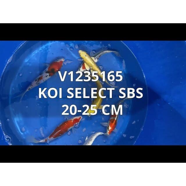 FOUDEBASSIN.COM KOI SELECT SBS 20-25 CM 8715897303791 V1235165