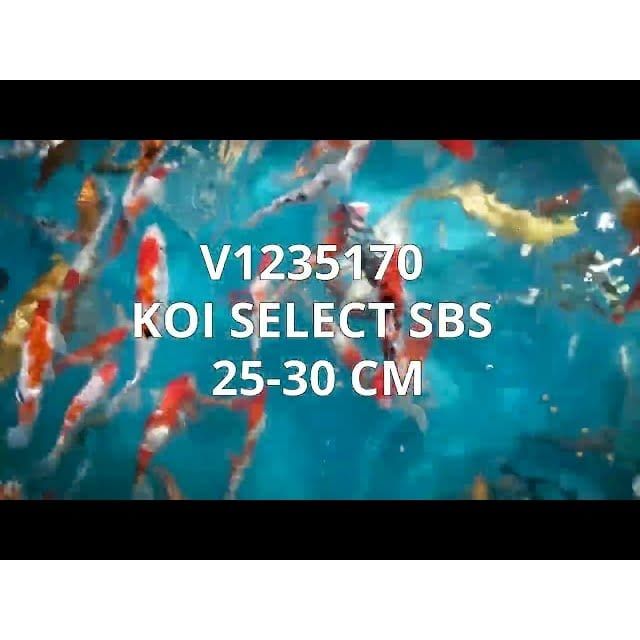 FOUDEBASSIN.COM KOI SELECT SBS 25-30 CM 8715897308796 V1235170