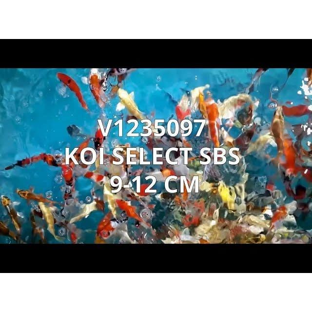 FOUDEBASSIN.COM KOI SELECT SBS 9-12 CM 8715897014321 V1235097