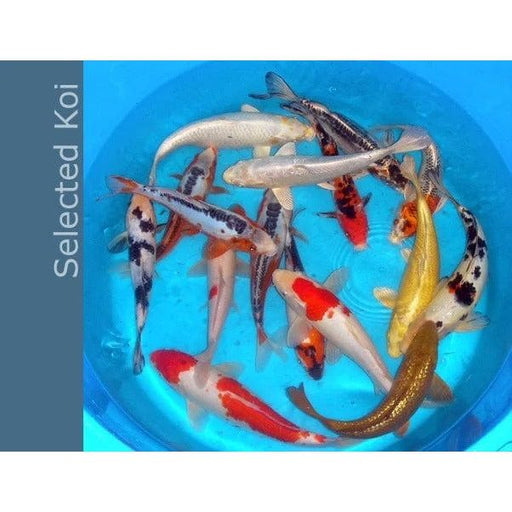 FOUDEBASSIN.COM KOI SELECT SBS 9-12 CM 8715897014321 V1235097