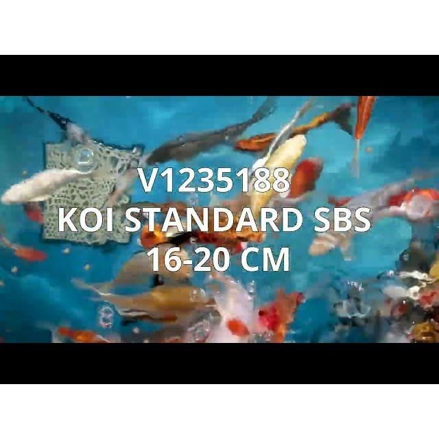 FOUDEBASSIN.COM KOI STANDARD SBS 16-20 CM 8715897214530 V1235188