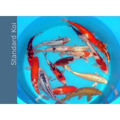 FOUDEBASSIN.COM KOI STANDARD SBS 25-30 CM 8715897308802 V1235195