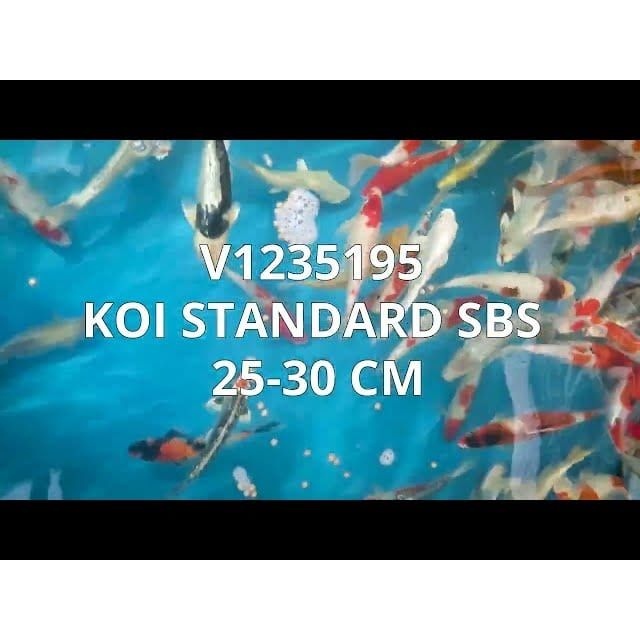 FOUDEBASSIN.COM KOI STANDARD SBS 25-30 CM 8715897308802 V1235195