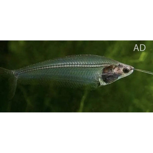FOUDEBASSIN.COM KRYPTOPTERUS BICIRRHIS 4,5-5CM 8715897053245 V1455010