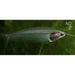 FOUDEBASSIN.COM KRYPTOPTERUS BICIRRHIS 4,5-5CM 8715897053245 V1455010