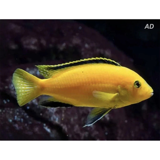 FOUDEBASSIN.COM LABIDOCHROMIS CAERULEUS YELLOW 3-4CM 8715897108808 V1455850