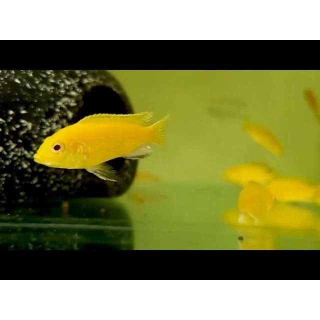 FOUDEBASSIN.COM LABIDOCHROMIS CAERULEUS YELLOW 3-4CM 8715897108808 V1455850