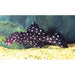 FOUDEBASSIN.COM LEPORACANTHICUS SP. AFF. GALAXIAS L 240 5-7CM 8715897047510 V1455610