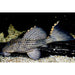 FOUDEBASSIN.COM LEPORACANTHICUS TRIACTIS, L 91 5-7CM 8715897047381 V1455350