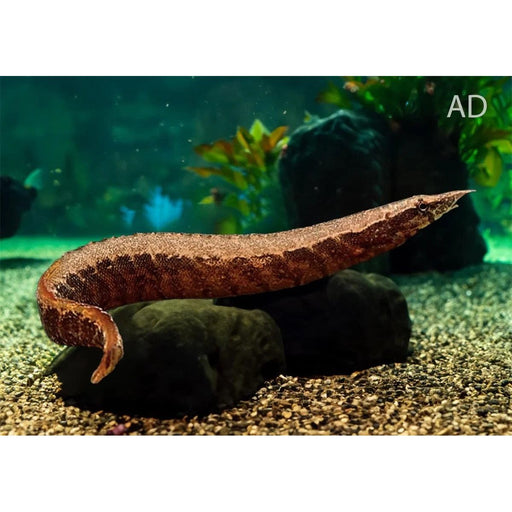 FOUDEBASSIN.COM MACROGNATHUS CIRCUMCINCTUS 15-17CM 8715897343940 V1457420