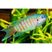 FOUDEBASSIN.COM MACROPODUS OPERCULARIS 4-5CM 8715897311772 V1457425