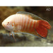 FOUDEBASSIN.COM MACROPODUS OPERCULARIS ALBINO 4-5CM 8715897341212 V1457430