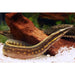FOUDEBASSIN.COM MASTACEMBELUS ERYTHROTAENIA 5-7,CM 8715897343964 V1457905