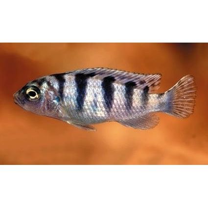 FOUDEBASSIN.COM MAYLANDIA LOMBARDOI 4CM 8715897048135 V1457930