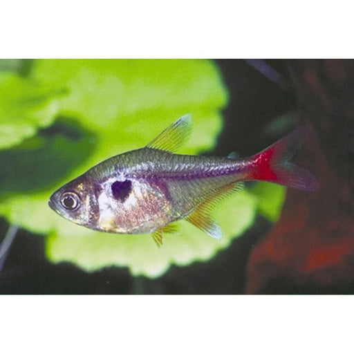 FOUDEBASSIN.COM MEGALAMPHODUS ROSEUS 1,5-2CM 8715897210594 V1457613